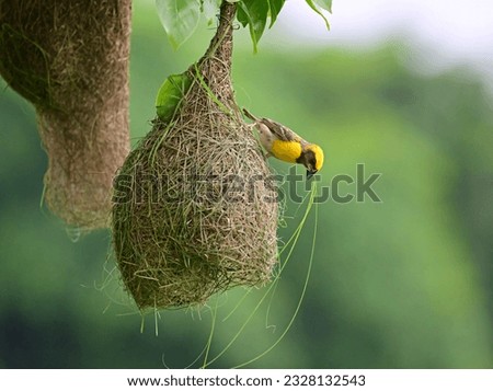 BIRDS IN BUSH AND FOLIAGE - 1A. Images of passerines and other small ad medium size birds in bush and foliage. Includes some birds at nest. Each image is captioned with species name and any other info Royalty-Free Stock Photo #2328132543