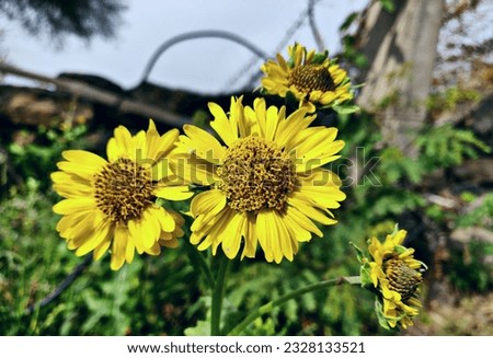wild roadside sunflower beautiful blooming flower 