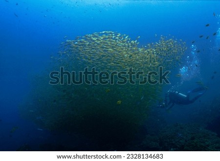 Underwater photo of school of fish in the blue sea - Yellow Snapper fish