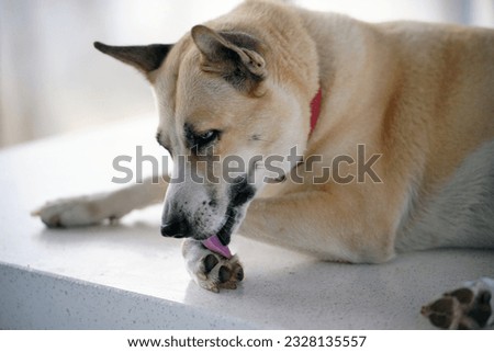 Dogs lick, gnaw, sheep, scratch due to itching. from fungi, bacteria, yeast, along the crotch area of the toes Sometimes they even put it in their mouth. may cause various pathogens ingest Royalty-Free Stock Photo #2328135557