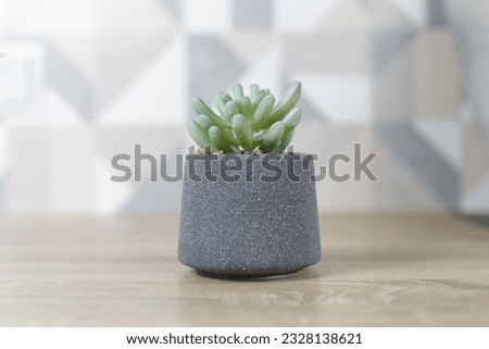Concrete pot. succulent plant in modern geometric concrete planter on wooden table Royalty-Free Stock Photo #2328138621