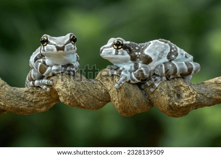 The Amazon Milk Frog or Mission Golden-eyed Tree Frog (Trachycephalus resinifictrix),or Blue Milk Frog.