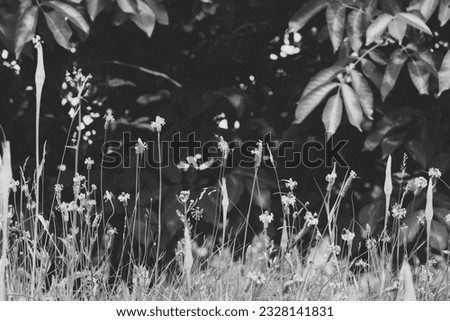 nature, plants, insects, summer, flowers