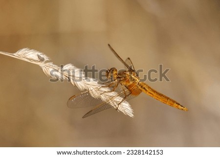 golden dragonfly on a blade of dry grass