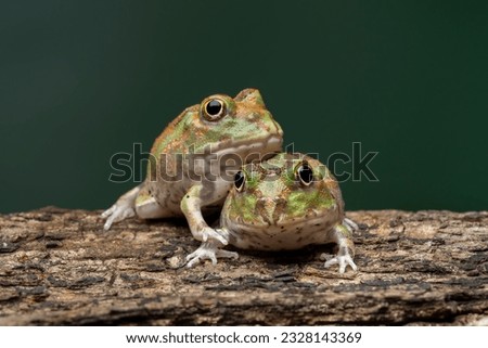 A pair of Chaco Horned Frog (Chacophrys pierottii) or Lesser Chini Frog. Chaco Horned Frog is a species of frog in the family Ceratophryidae.  Royalty-Free Stock Photo #2328143369