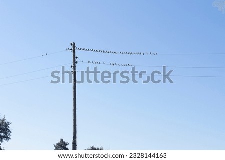 Small birds are sitting on wires next to an old electric pole against a blue sky background. Horizontal orientation