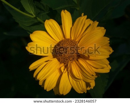 a close-up photo of a yellow flower