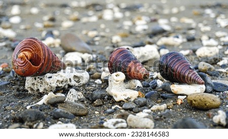 Photograph of sea snail shell lying on the beach on the edge of the Mamuju sea, Indonesia.