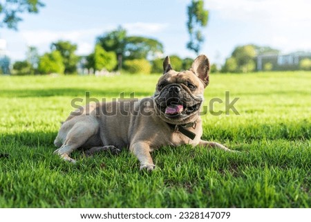 Tired dog lying on grass and sticking tongue out. Royalty-Free Stock Photo #2328147079