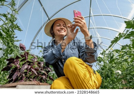 Female gardener enjoying scent of purple basil leaves in greenhouse. Woman in hat taking photoes on smartphone and smile. Food photographer taking picture of kitchen plant.