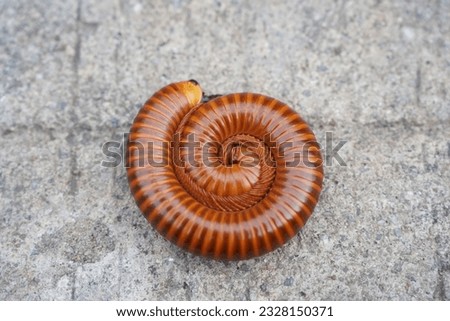 A large millipede on the floor Royalty-Free Stock Photo #2328150371