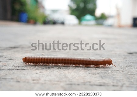 A large millipede on the floor Royalty-Free Stock Photo #2328150373