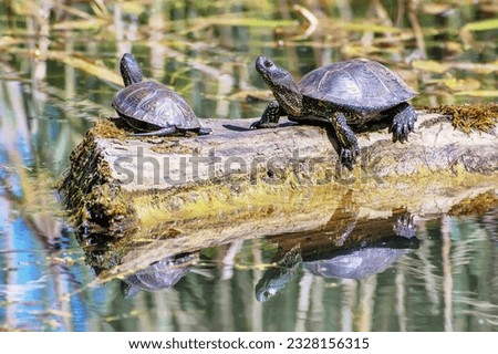 The turtles climbed a log to bask in the sun.