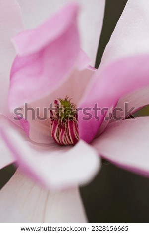 white and pink magnolia macro photo