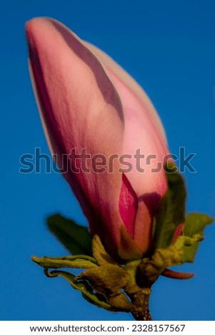 pink magnolia flower macro photo