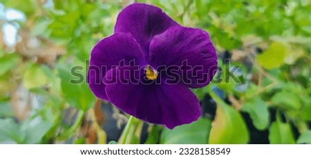 Pansy Matrix Clear Purple. Scientific name is Viola x wittrockiana. Royalty-Free Stock Photo #2328158549