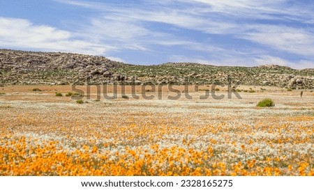 Namaqualand spring landscape near Concordia in the Northern Cape Province of South Africa. Royalty-Free Stock Photo #2328165275