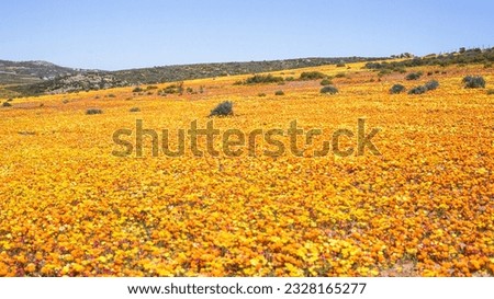 Namaqualand spring landscape  in the Gariess-Kamieskroon area of the Northern Cape Province of South Africa. Royalty-Free Stock Photo #2328165277