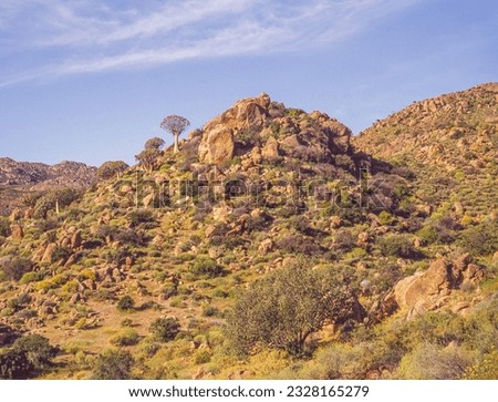 Namaqualand landscape with kokerboom trees in the Northern Cape Province of South Africa. Royalty-Free Stock Photo #2328165279