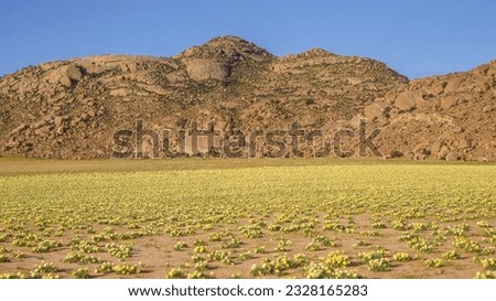 Namaqualand spring flowers growing near Springbok in the Northern Cape Province of South Africa. Royalty-Free Stock Photo #2328165283
