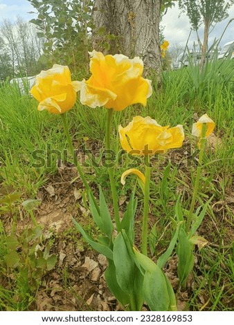 yellow tulip flower in Summer time