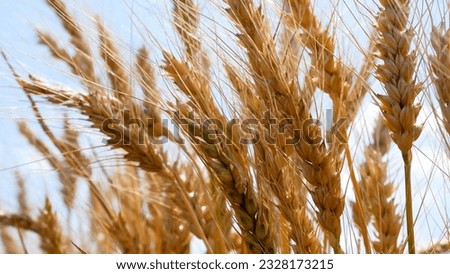 Ripe ears of wheat sway in the wind against a blue sky. Ripening of wheat. Wheat harvest in summer. The concept of food security in the world, the provision of grain to African countries Royalty-Free Stock Photo #2328173215