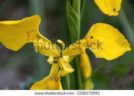 yellow butterfly on a flower