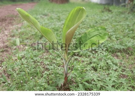 banana tree witha small unique shape in indonesia