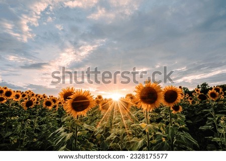 sunflower field under blue sky during daytime