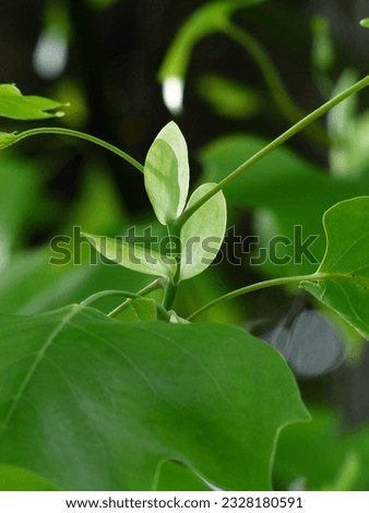 Tulip tree is a large, stately tree with a long, clear trunk and a pyramidal crown. Leaves are alternate, simple, 4–6 inches long and broad, tip notched or ...