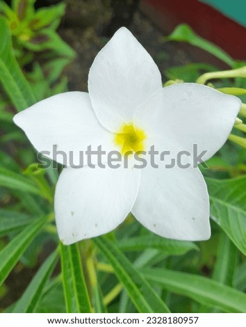 A white flower with yellow center