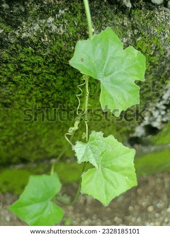 natural creepers, creepers, creeper's leaf