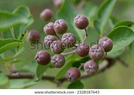 a bunch of black rowan berries ripening on a tree
