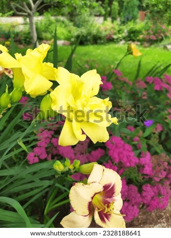 Summer ornamental flowering plants in the garden, blooming daylilies and spireas