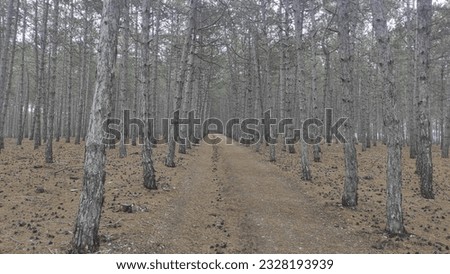 Grey and brown pine trees background. A Pine Forest In Spring Under A Grey Sky.