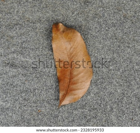 Dry brown leaf pictured from the top with grey backgound.