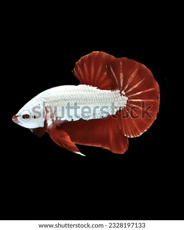 Red Dragon Halfmoon Plakat Betta Fish with Black Background