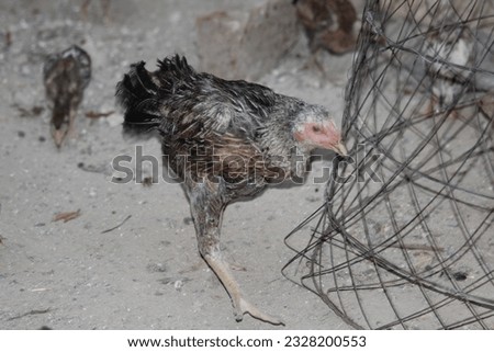 beautiful aseel hen with attractive posture posing 