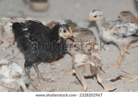 black Australian baby chicken in different postures