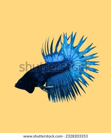 Steel Blue Blackhead Crowntail Betta Fish with Yellow Background
