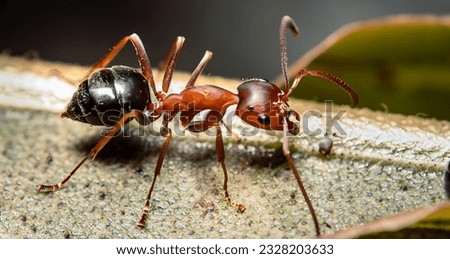 portrait of an ant colony, macro photo of a red ant queen