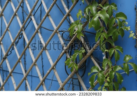 The garden view with deco frame, plants and blue wall as background.
