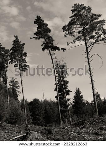 curved high trunks of several pine trees