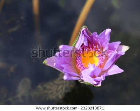 The white lotus in a small pond