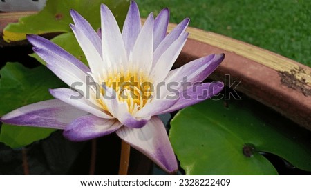 Pictures of beautiful wooden sticks, flowers in Thailand