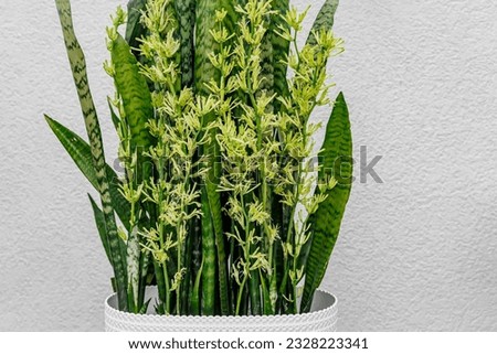 Natural sansevieria trifasciata plant with flowers. Huge flowering Snake plants. Close-up blooming  Trifasciata Viper's Bowstring Hemp or mother-in-law’s tongue homeplant. Royalty-Free Stock Photo #2328223341
