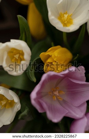 Multicolored tulip buds. Flowers on the background, vertical photo. Spring holiday, bouquet of tulips. Selective focus.
