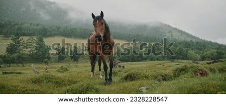 In the meadow in scenic background picturesque mist forest, under light rain, beautiful brown horse, graze on green grass. In forest under the small rain strong horse grazing. Cloudy landscape view