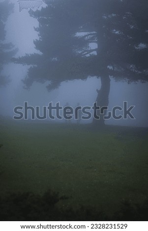 silhouette of two people in the fog