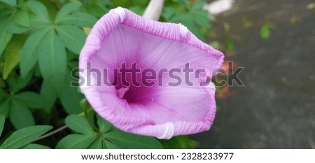Pictures of beautiful wooden sticks, flowers in Thailand